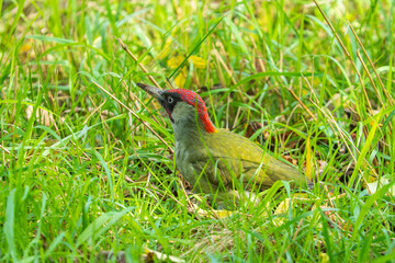 A green woodpecker on the grass