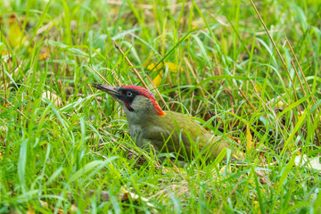 A green woodpecker on the grass