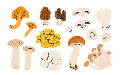 Cartoon edible and poisonous mushrooms, autumn forest plants. Seasonal mushroom chanterelle, champignon, lion mane, yellow oyster and amanita flat vector illustration set. Natural organic mushrooms © tanyabosyk