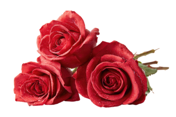 Close-up of three vibrant red roses