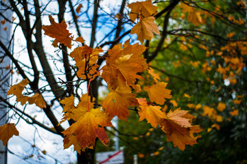 Yellow maple leaves on tree branches in autumn season