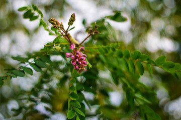 Pink flower buds and green leaves on a tree branch with soft natural background
