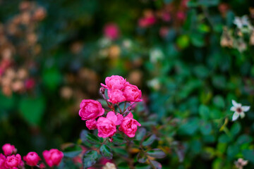 Fototapeta premium Pink roses blooming in natural garden background