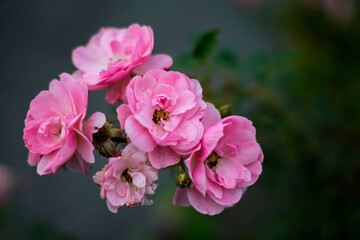 Cluster of pink roses in soft natural light
