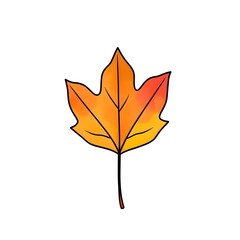 autumn maple leaf watercolor illustration