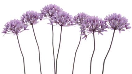 Elegant purple allium flowers reach skyward, their delicate globes a vibrant splash of color.Isolated on transparent background, png