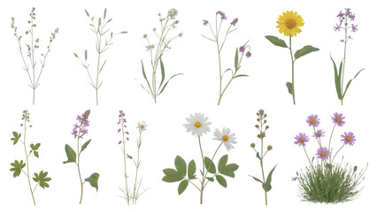 A collection of delicate wildflowers bloom, illustrating the beauty of botanical details . Isolated on transparent background, png