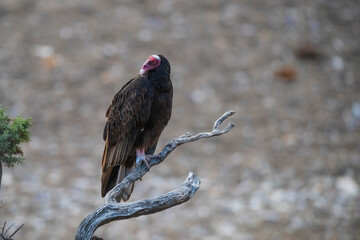 Turkey Vulture, perched, Peninsula Valdes, Patagonia Argentina.