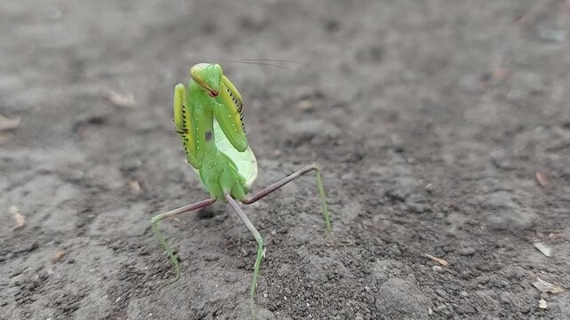 A green mantis stands on the ground. A green mantis, Sphodromantis viridis, stands in a prey pose. 