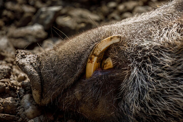 Detail of snout with tusks of wild boar, Sus scrofa. Animal also known as wild swine or wild pig. Closeup of canine teeth which can be dangerous. Mammal called opportunist omnivores.
