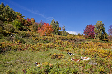 Fototapete bei efototapeten.de bestellen   