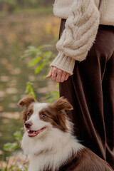 Border Collie dog showing affection to owner outdoors in autumn park