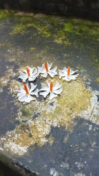 Closeup of a parijat or night blooming flower or harsingar flower on a surface
