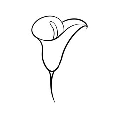 vector illustration of a lily