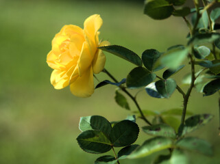 10月に咲いた美しい黄色いバラの花「伊豆の踊り子」
