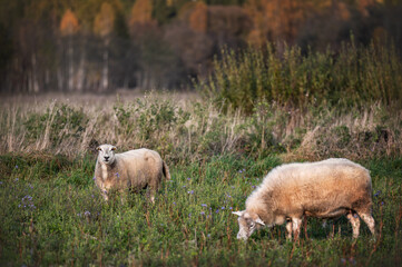 Fototapeta premium Two Sheep Grazing on Green Meadow in Autumn Countryside