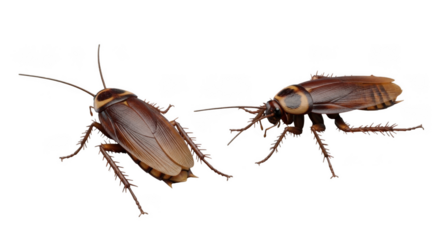 Two cockroaches isolated on transparent background