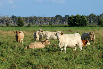 Rinderherde auf saftig gr&uuml;ner Wiese