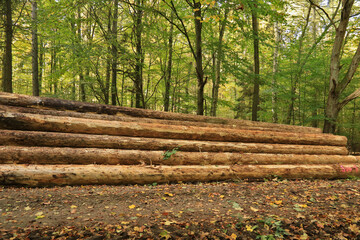 Langholz Fichte liegt am Waldrand