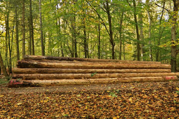 Langholz Fichte liegt am Waldrand