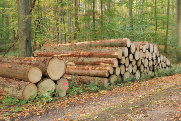 Holzpolter am Waldrand