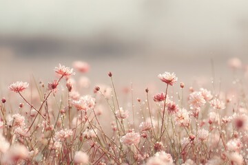 Pink Flowers Field In Soft Light
