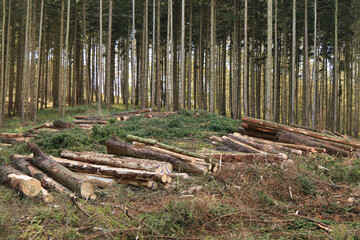 Baumst&auml;mme liegen im Wald nach der Holzernte  mit einem Harvester