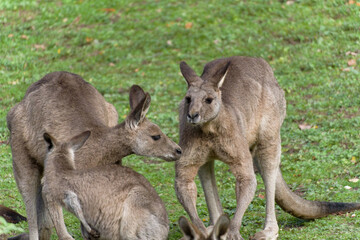 Eastern Grey Kangaroo, Östliches graues Riesenkänguru (Macropus giganteus)