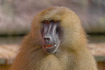 Guinea Baboon, Guinea-Pavian (Papio papio)