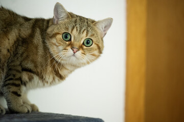 Britisch Kurzhaar golden-tabby Kater auf seinem Kratzbaum
