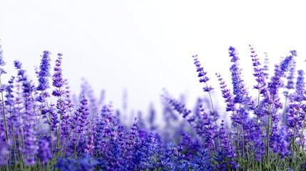 Lavender Field Purple Flowers Nature Background