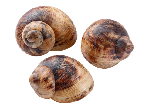 Three Brown Spiral Snail Shells Isolated on a Dramatic isolated on a transparent background