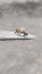 bee on a branch