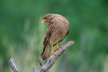 Caracara chimango portrait , La Pampa province, Patagonia , Argentina