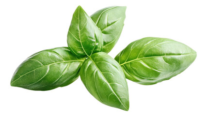 Obraz premium Fresh Green Basil Leaves isolated on a transparent background 4