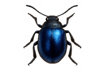 Blue shining beetle insect with iridescent shell and black legs, top view, isolated on transparent background