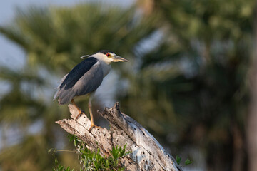 Black crowned Night Heron, Nycticorax nycticorax, Bañado La Estrella, Formosa Province, Argentina
