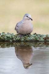 Picui Ground Dove,  Columbina picui, Calden forest, La Pampa, Argentina