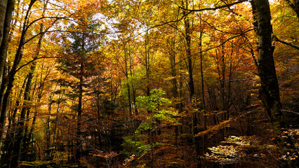 Autunno sull'Appennino emiliano. Panorami autunnali delle montagne bolognesi. Bologna, Emilia Romagna. Italia