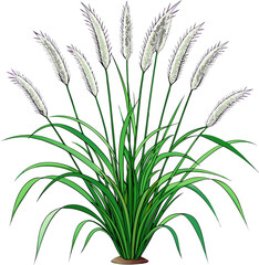 A realistic clump of ornamental fountain grass (Pennisetum), with long, narrow green leaves and soft, feathery white to pale purple flower spikes. The plant is isolated on a white or transparent backg