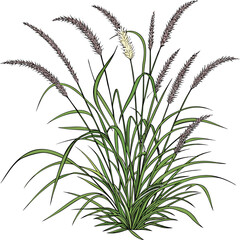A realistic clump of ornamental fountain grass (Pennisetum), with long, narrow green leaves and soft, feathery white to pale purple flower spikes. The plant is isolated on a white or transparent backg