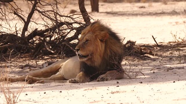 majestic Kalahari male lion resting in the shadow, portrait 593