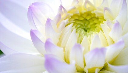 Obraz premium Close-up of a dahlia with white and lilac petals revealing the vibrant yellow center in soft, natural lighting