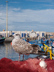 A Striking Seagull Observes the Bustling Essaouira Port, Perched on Bright Red Fishing Nets Amidst...