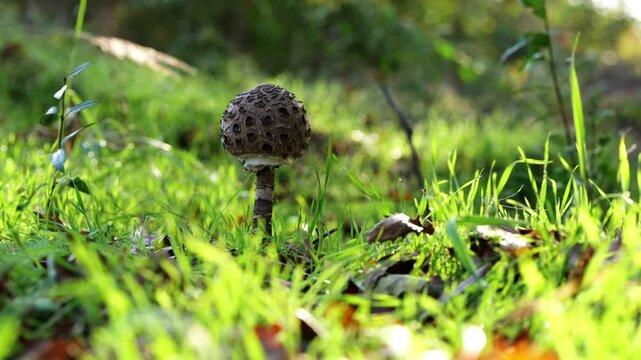 Smooth handheld cinematic footage of a closed Macrolepiota procera mushroom in a warm autumn oak forest with sunlight, glowing grass, passing insects, and dew drops.