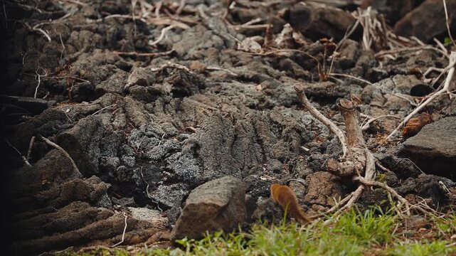 Wild mongoose scurrying and scampering in slow motion