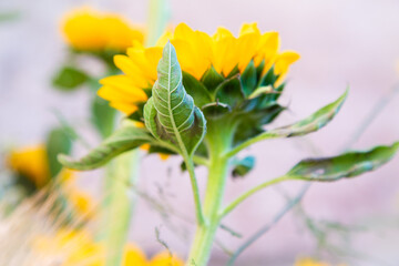 developing sunflower with layered leaves, natural symmetry of sunflower with soft background focus