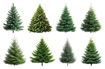 Obraz premium PNG Variety of realistic evergreen trees, element set on transparent background