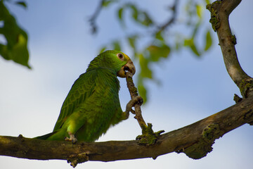 Young yellow-headed Amazon parrot biting a twig on a tree close-up in Stuttgart Germany