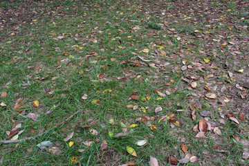 Obraz premium Fallen leaves on the green grass background. Green yard with colorful fallen leaves.